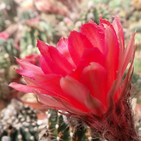 Echinopsis-Hybr. Polka Rheingold 264
