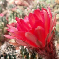 Echinopsis-Hybr. Polka Rheingold 264