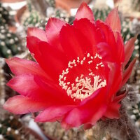 Echinopsis-Hybr. Polka Rheingold 264