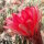 Echinopsis-Hybr. Polka Rheingold 264