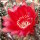 Echinopsis-Hybr. Polka Rheingold 264