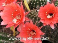 Echinopsis-Hybr. Pomalka Serie 318