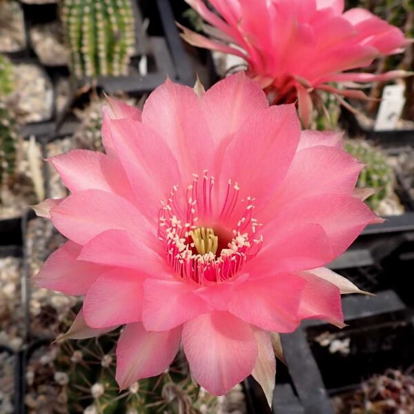 Echinopsis-Hybr. Pop Star Rheingold 231