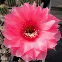 Echinopsis-Hybr. Pop Star Rheingold 231