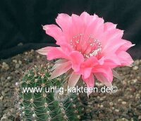 Echinopsis-Hybr. Pop Star Rheingold 231