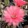 Echinopsis-Hybr. Pop Star Rheingold 231
