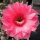 Echinopsis-Hybr. Pop Star Rheingold 231