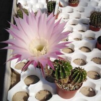 Echinopsis-Hybr. RE