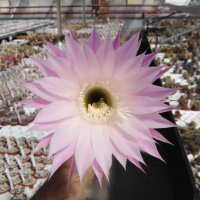 Echinopsis-Hybr. RE