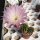 Echinopsis-Hybr. RE