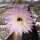 Echinopsis-Hybr. RE