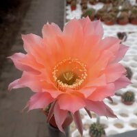 Echinopsis-Hybr. Rendezvouz Rheingold 240