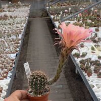 Echinopsis-Hybr. Rendezvouz Rheingold 240