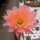Echinopsis-Hybr. Rendezvouz Rheingold 240