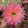 Echinopsis-Hybr. Rendezvouz Rheingold 240
