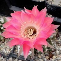 Echinopsis-Hybr. Rheingau Rheingold 218