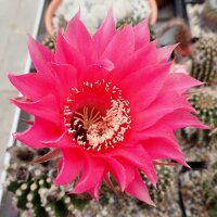 Echinopsis-Hybr. Rheingau Rheingold 218
