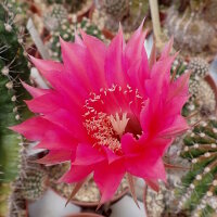 Echinopsis-Hybr. Rheingau Rheingold 218