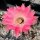 Echinopsis-Hybr. Rheingau Rheingold 218