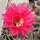 Echinopsis-Hybr. Rheingau Rheingold 218