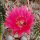 Echinopsis-Hybr. Rheingau Rheingold 218