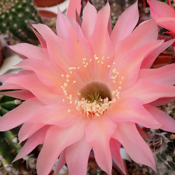 Echinopsis-Hybr. Rio Rheingold 293