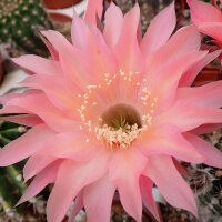 Echinopsis-Hybr. Rio Rheingold 293