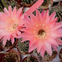 Echinopsis-Hybr. Rio Rheingold 293