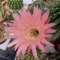 Echinopsis-Hybr. Rio Rheingold 293