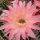 Echinopsis-Hybr. Rio Rheingold 293