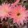 Echinopsis-Hybr. Rio Rheingold 293
