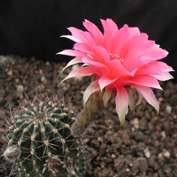 Echinopsis-Hybr. Romeo Rheingold. 204