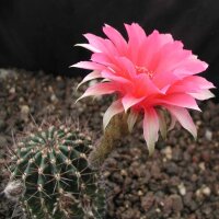 Echinopsis-Hybr. Romeo Rheingold. 204
