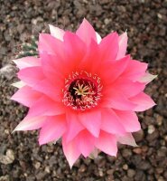 Echinopsis-Hybr. Romeo Rheingold. 204