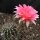 Echinopsis-Hybr. Romeo Rheingold. 204