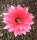 Echinopsis-Hybr. Romeo Rheingold. 204