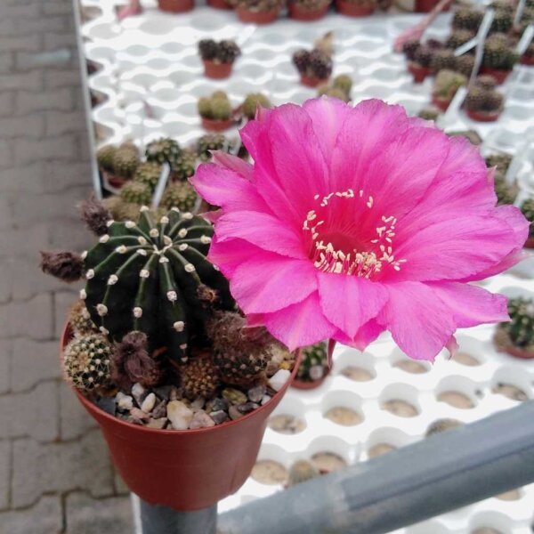 Echinopsis-Hybr. Rosenfee Gräser-Hybr. Serie 331