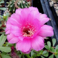 Echinopsis-Hybr. Rosenfee Gräser-Hybr. Serie 331