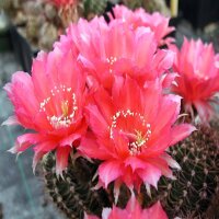 Echinopsis-Hybr. Rosita Rheingold 269