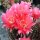 Echinopsis-Hybr. Rosita Rheingold 269