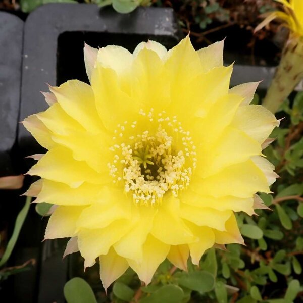 Echinopsis-Hybr. Roth 7