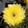 Echinopsis-Hybr. Roth 7