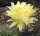 Echinopsis-Hybr. Roth 7