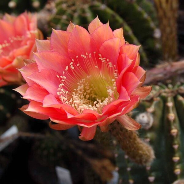 Echinopsis-Hybr. Roth 107
