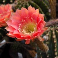 Echinopsis-Hybr. Roth 107