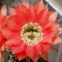 Echinopsis-Hybr. Roth 107