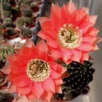 Echinopsis-Hybr. Roth 107