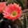 Echinopsis-Hybr. Roth 107