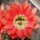 Echinopsis-Hybr. Roth 107