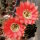 Echinopsis-Hybr. Roth 107